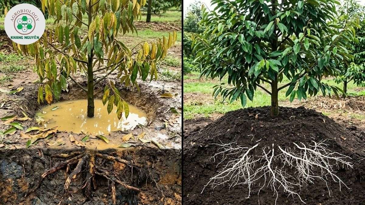 So sánh hiệu quả giữa trồng sầu riêng trên mô và trồng hố sâu