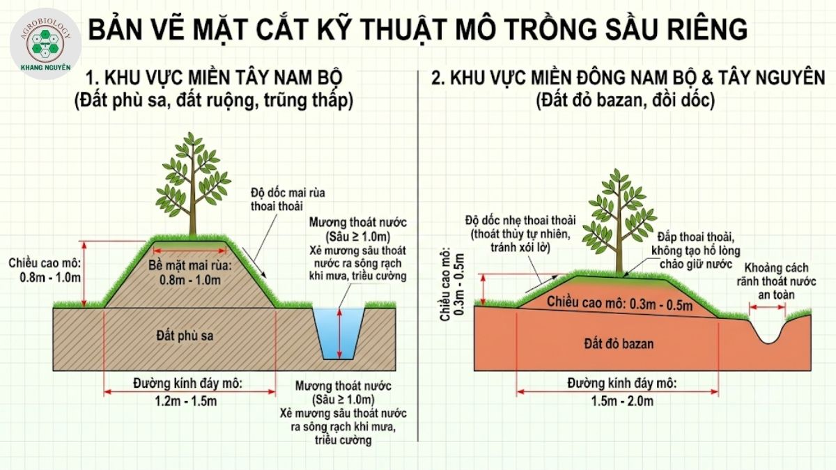 Sơ đồ kích thước mô trồng sầu riêng chuẩn kỹ thuật