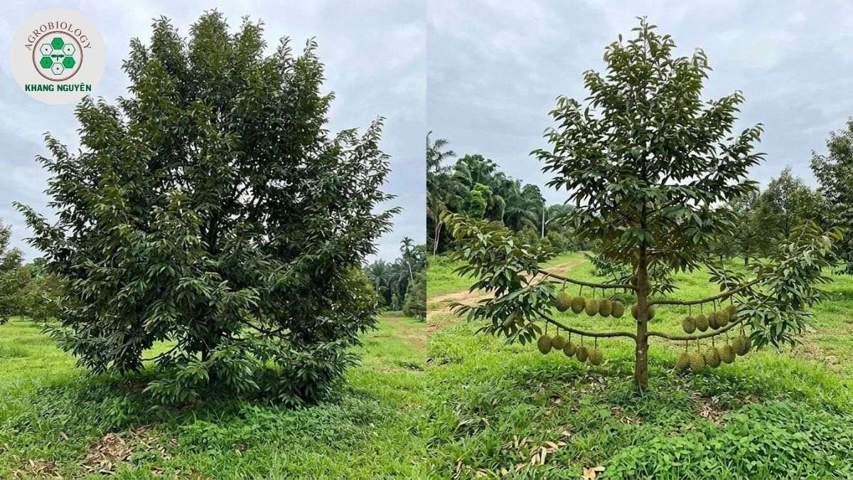 So sánh phương pháp nhân giống hữu tính và nhân giống vô tính sầu riêng