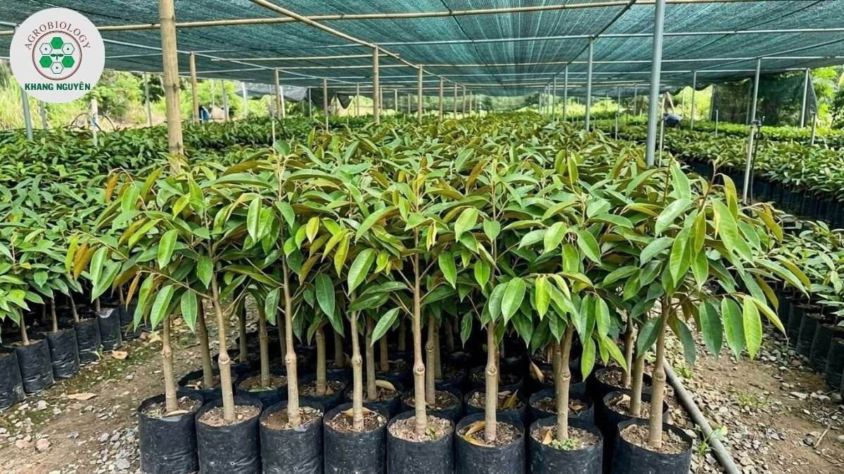Tiêu chuẩn cây sầu riêng gốc ghép đạt chuẩn kỹ thuật