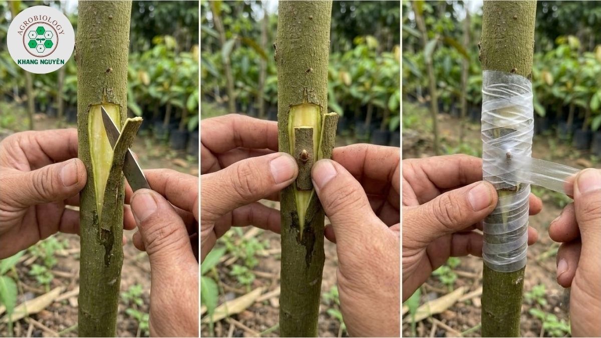 Thao tác ghép mắt cửa sổ chữ U cho cây sầu riêng