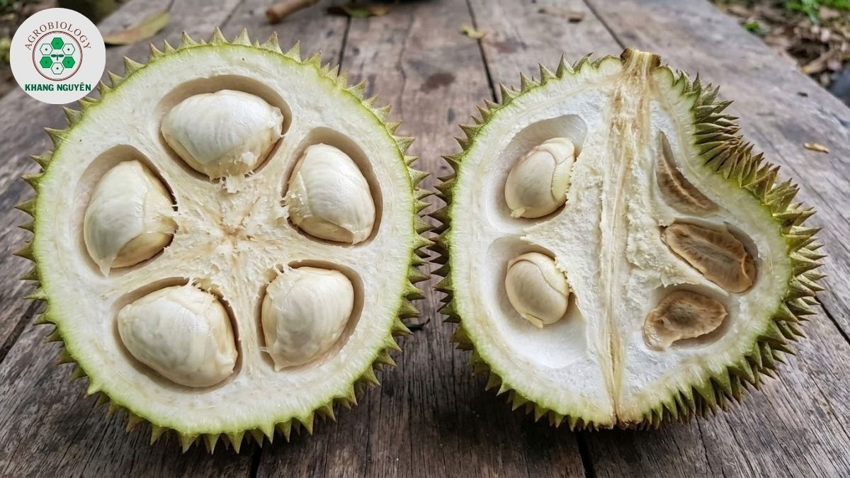 So sánh trái sầu riêng thụ phấn đều và trái bị méo hộc