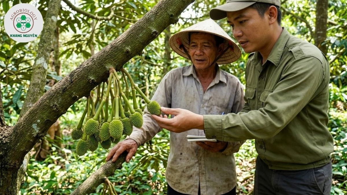 Chăm sóc chùm trái sầu riêng non sau thụ phấn cùng Khang Nguyên
