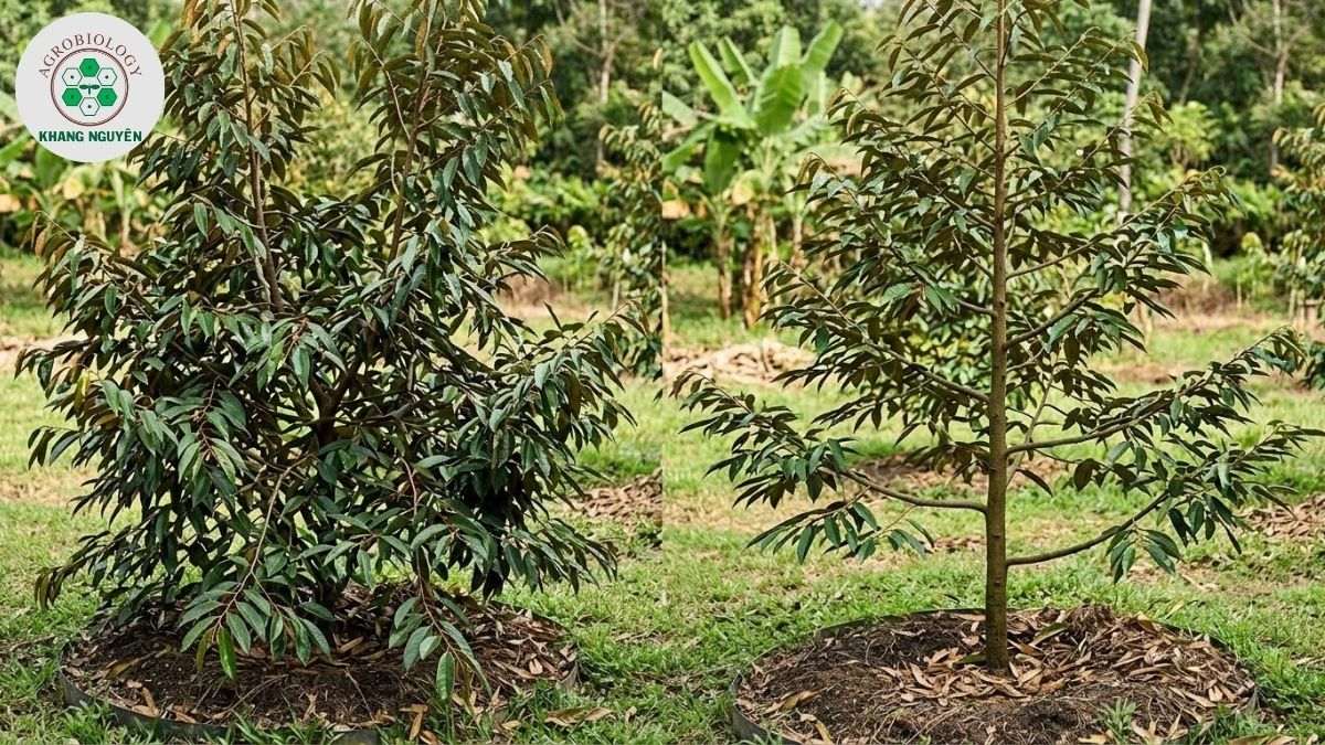 Tác dụng của việc tỉa cành sầu riêng giúp thông thoáng tán cây