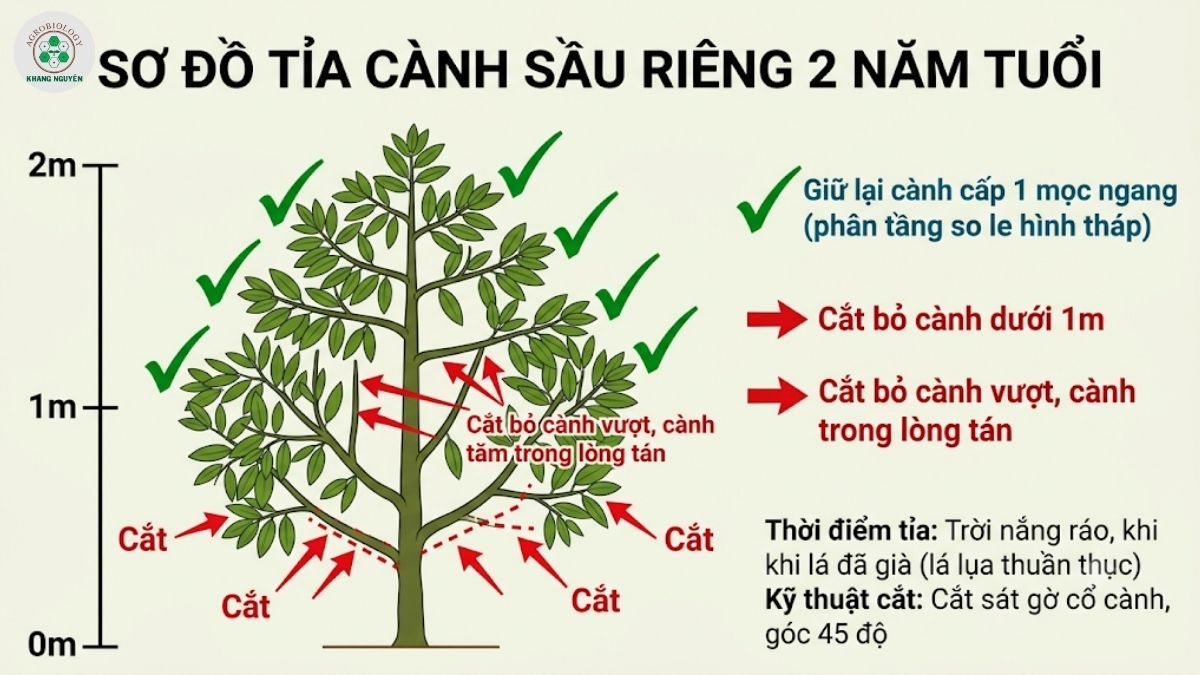 Quy trình các đợt tỉa cành cho cây sầu riêng giai đoạn kinh doanh