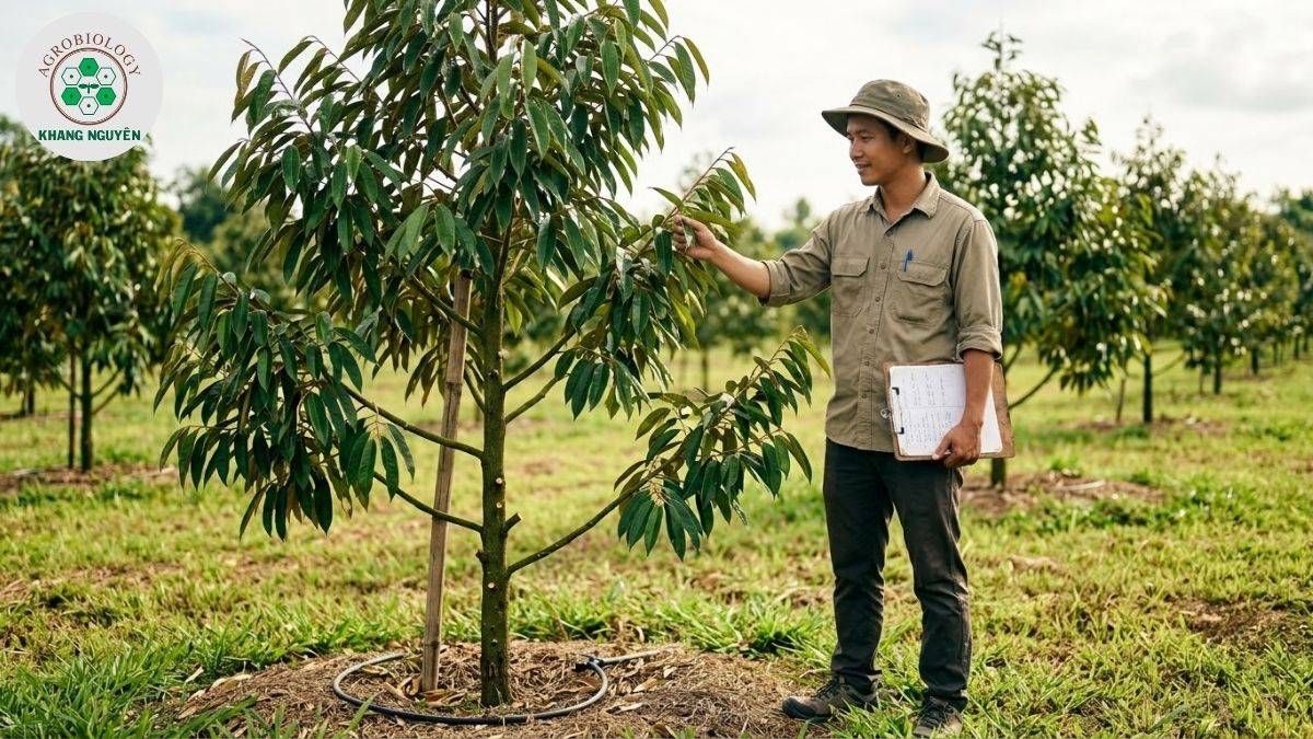 Chuyên gia Khang Nguyên hướng dẫn phục hồi cây sầu riêng sau khi tỉa cành