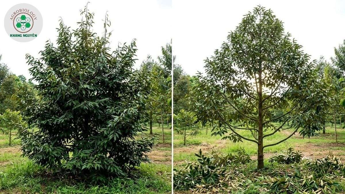 Cây sầu riêng 3 năm tuổi trước và sau khi tỉa cành định hình tán