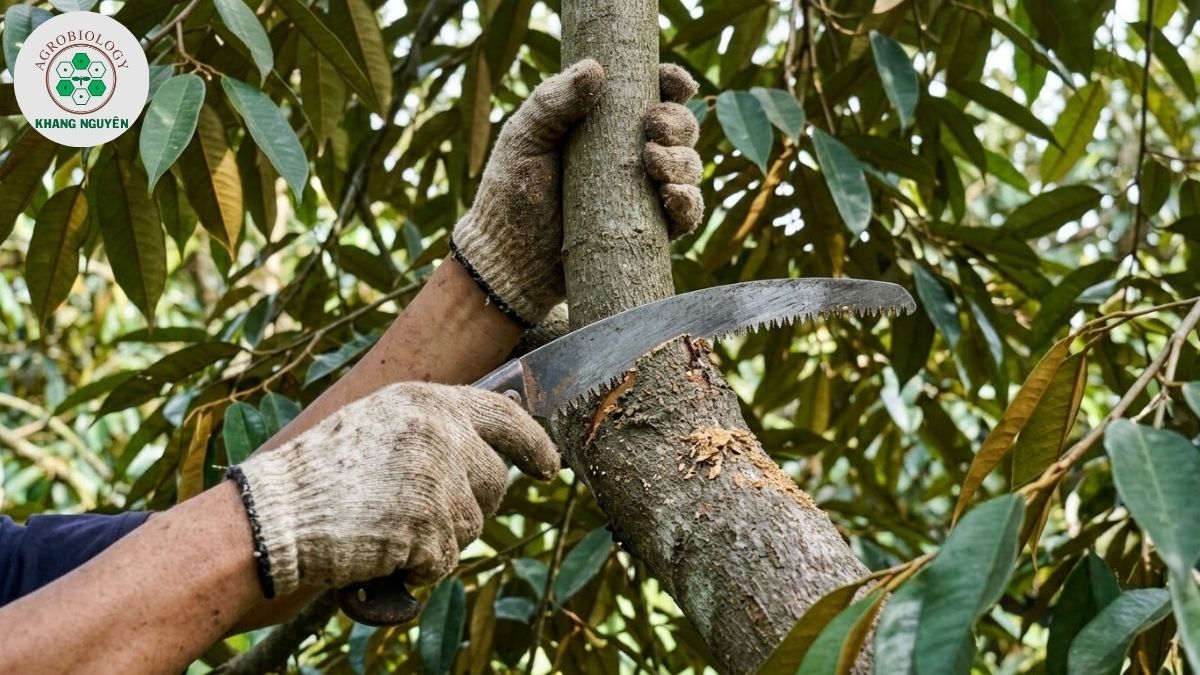 Cắt bỏ cành vượt to trong tán sầu riêng 3 năm tuổi