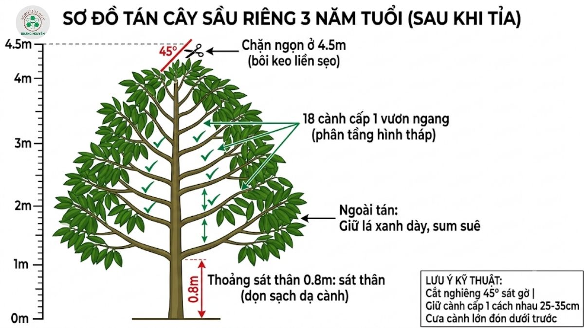 Sơ đồ chuẩn tán tháp cây sầu riêng 3 năm tuổi sau khi cắt tỉa