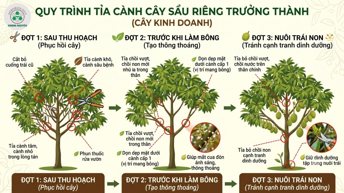 Quy trình các đợt tỉa cành cho cây sầu riêng giai đoạn kinh doanh