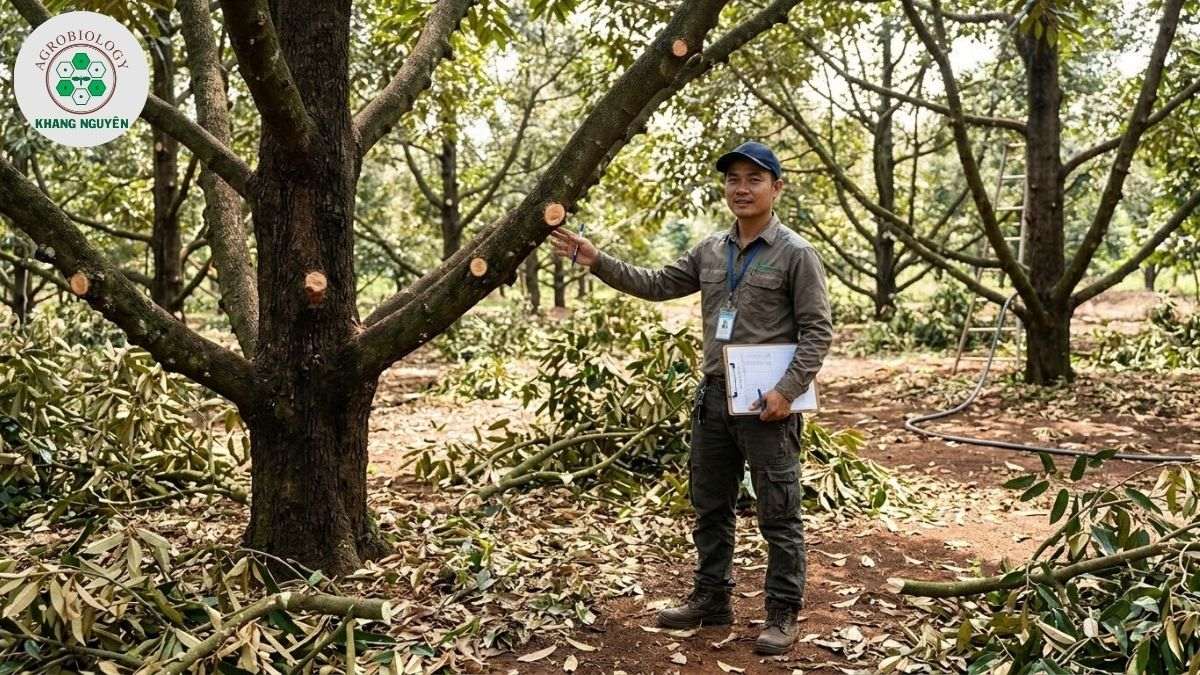 Chuyên gia Khang Nguyên hướng dẫn phục hồi cây sầu riêng sau khi tỉa cành