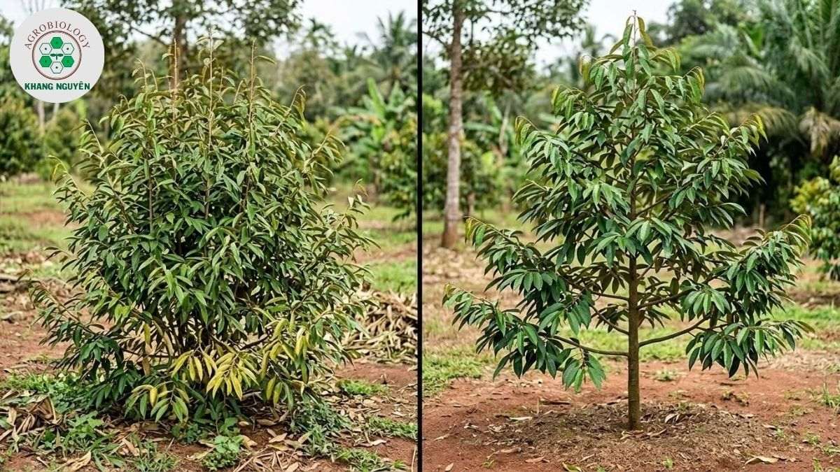 So sánh cây sầu riêng nhỏ được tỉa cành và không tỉa cành