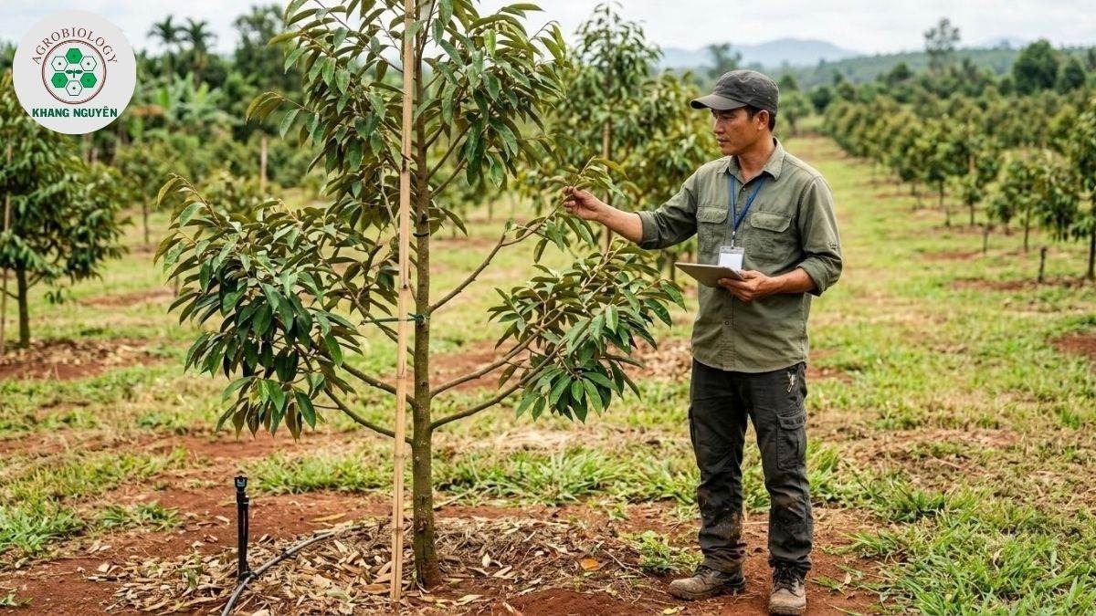 Bộ giải pháp sinh học Khang Nguyên bảo vệ cây sầu riêng sau khi tỉa cành
