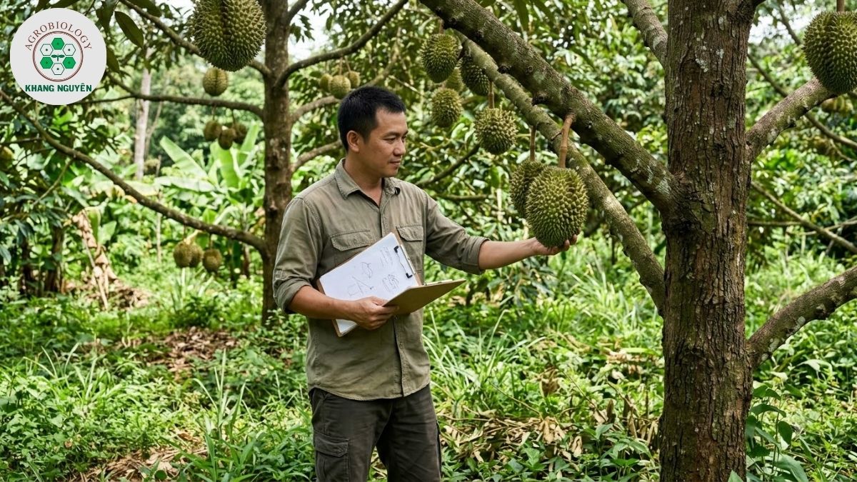 Bộ giải pháp sinh học an toàn cho cây sầu riêng từ Khang Nguyên