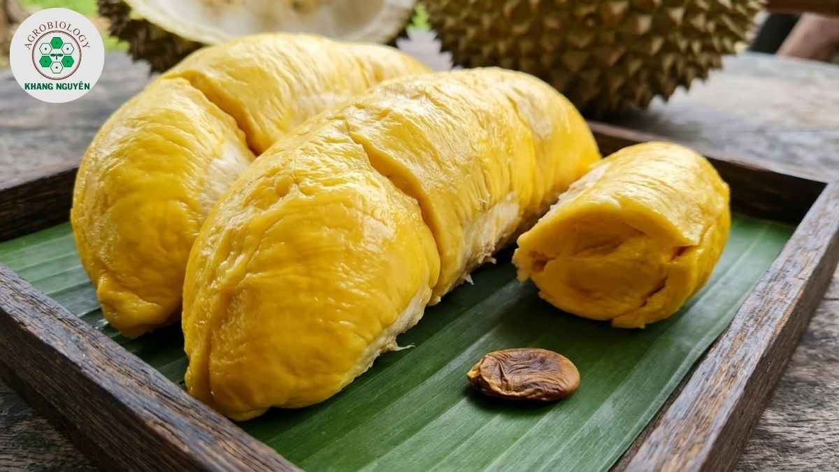 Cơm sầu riêng Musang King vàng đậm hạt lép đặc trưng
