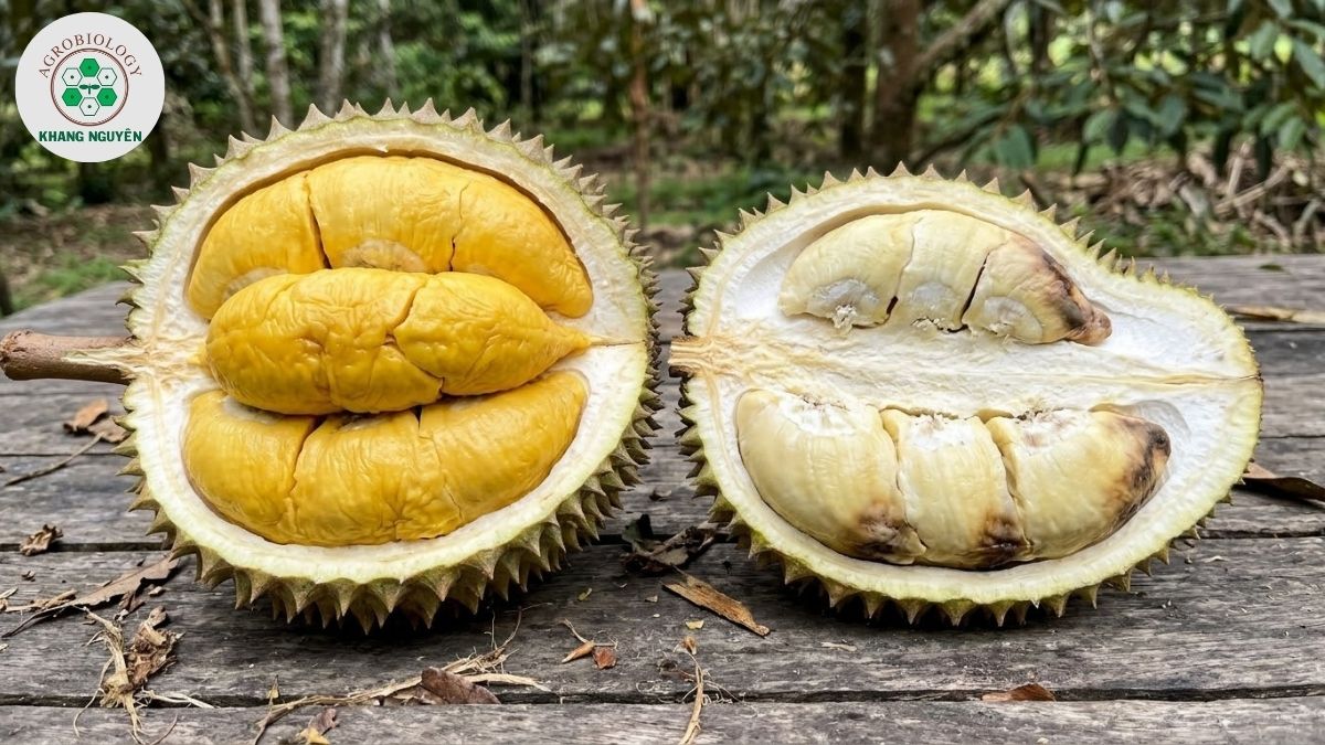 Rủi ro méo trái và sượng cơm khi trồng sầu riêng Musang King sai kỹ thuật