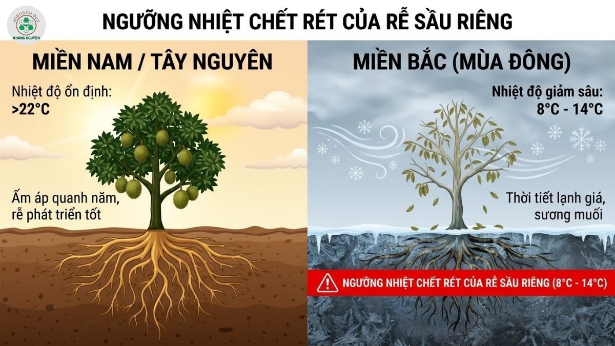 Yêu cầu nhiệt độ sinh thái của cây sầu riêng so với khí hậu miền Bắc