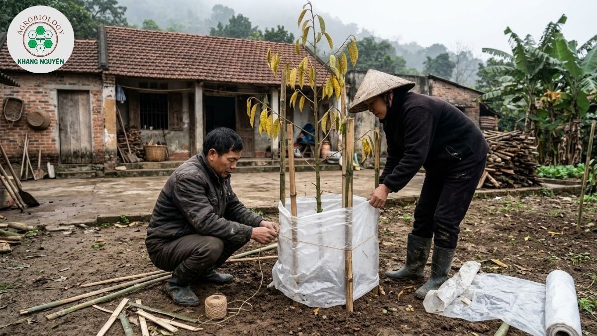 Biện pháp che chắn chống rét tốn kém cho sầu riêng ở miền Bắc