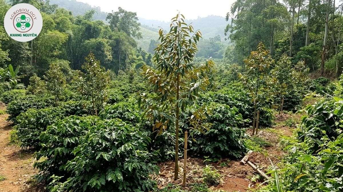 Mô hình trồng sầu riêng xen canh cà phê lấy ngắn nuôi dài