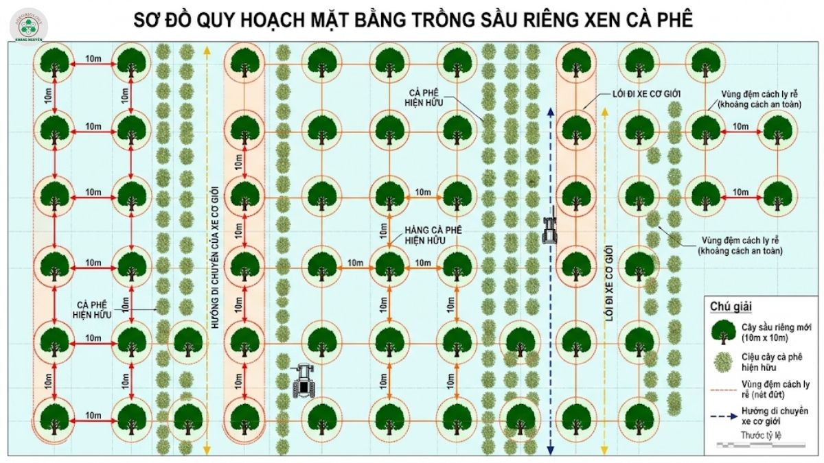 Sơ đồ khoảng cách trồng sầu riêng xen cà phê chuẩn kỹ thuật
