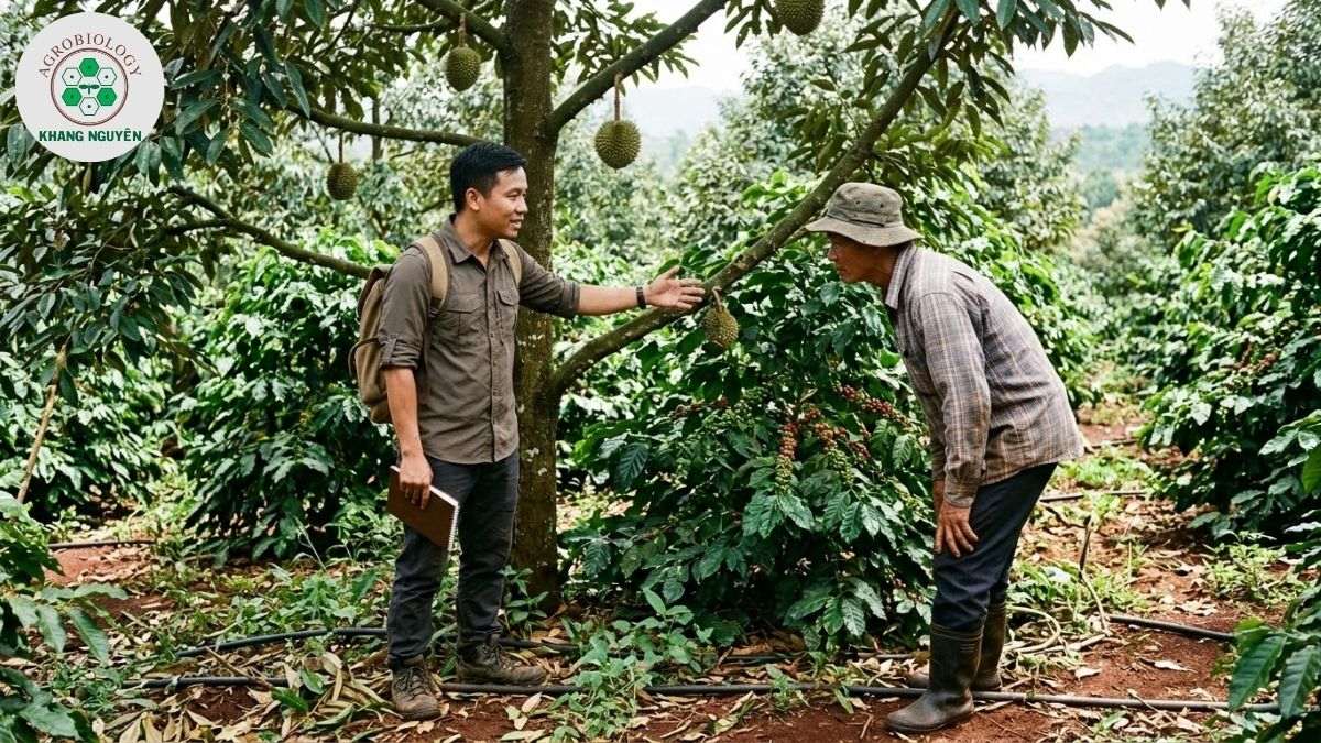 Chuyên gia Khang Nguyên hướng dẫn chăm sóc vườn sầu riêng xen cà phê