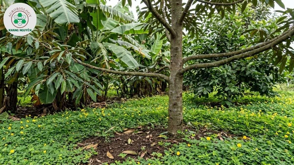 Tác dụng chắn gió và giữ ẩm đất của mô hình trồng sầu riêng xen canh