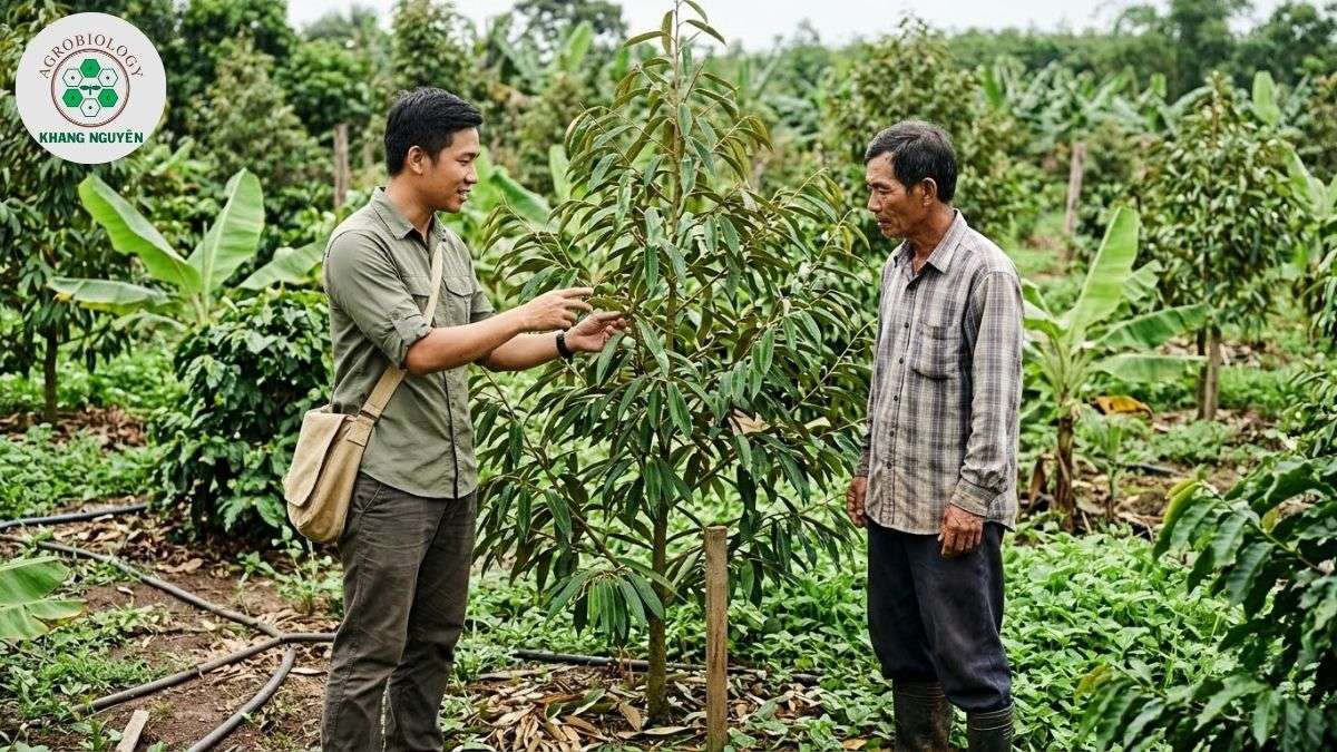 Bộ giải pháp sinh học Khang Nguyên bảo vệ vườn sầu riêng xen canh sạch bệnh