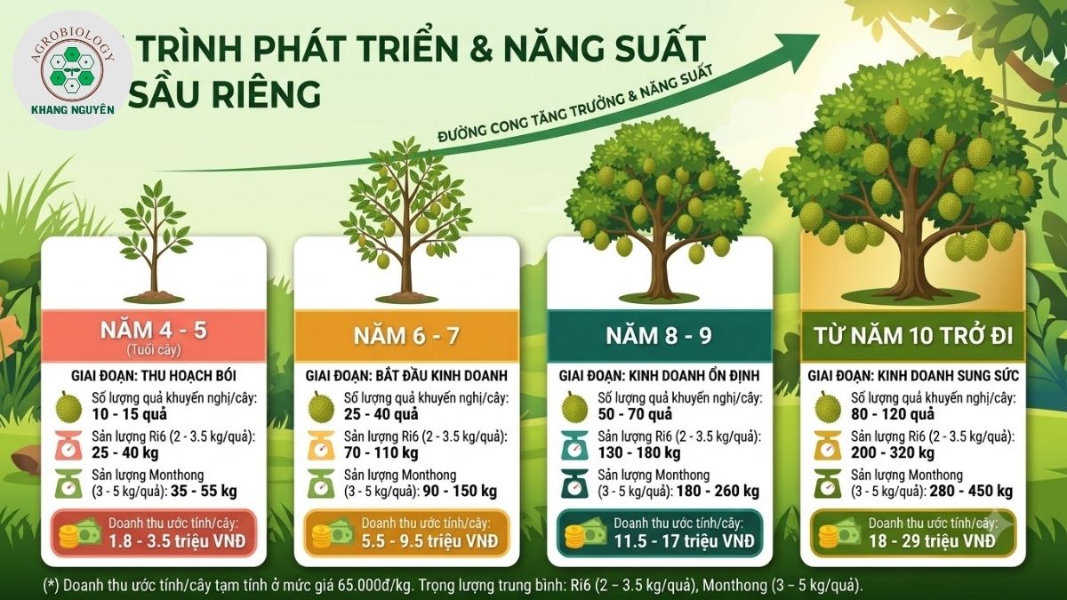 Biểu đồ năng suất 1 cây sầu riêng theo từng năm tuổi