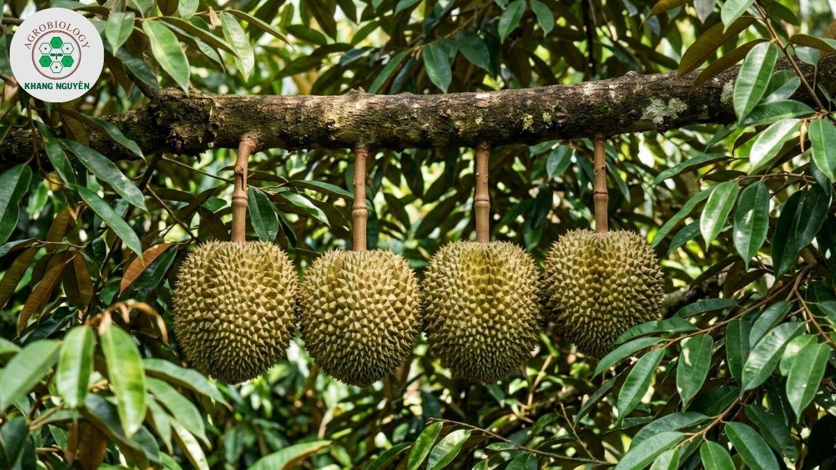 Tỷ lệ cành lá khỏe mạnh quyết định năng suất mang trái sầu riêng