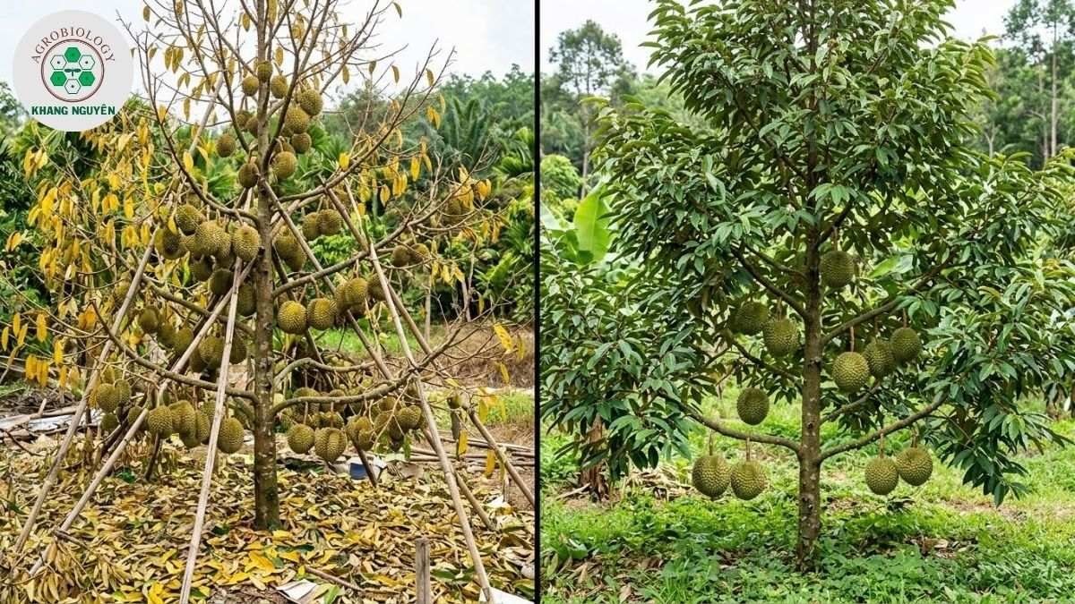 Tác hại nguy hiểm khi để cây sầu riêng mang trái quá tải