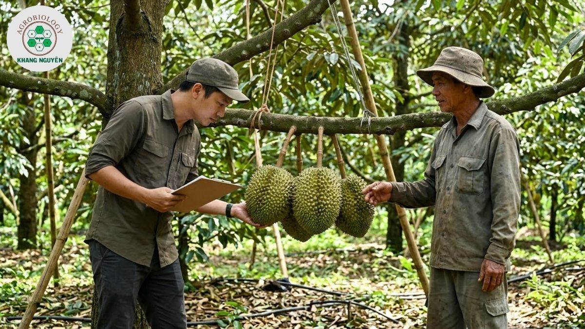 Chuyên gia Khang Nguyên chuyển giao giải pháp sinh học nuôi trái sầu riêng
