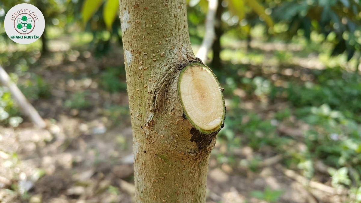 Kỹ thuật cắt cành nghiêng 45 độ không làm tổn thương thân cây sầu riêng