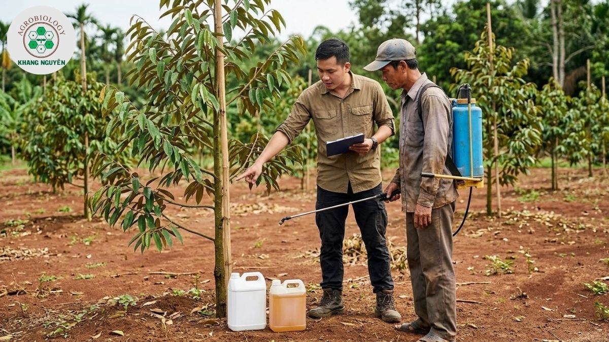 Chuyên gia Khang Nguyên hướng dẫn chăm sóc sầu riêng 1 năm tuổi sau khi tỉa cành
