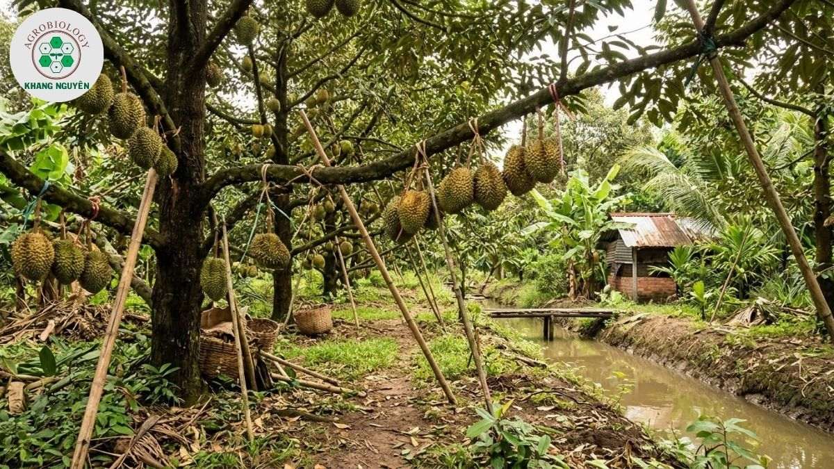 hiệu quả kinh tế của việc trồng sầu riêng làm giàu
