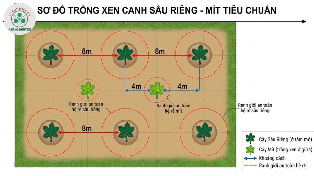 Sơ đồ khoảng cách chuẩn khi trồng sầu riêng xen mít