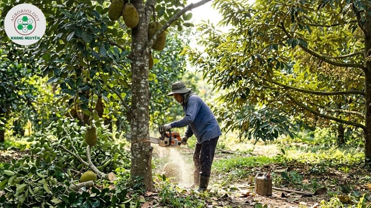 Thanh lý cây mít đúng thời điểm để sầu riêng làm bông bói