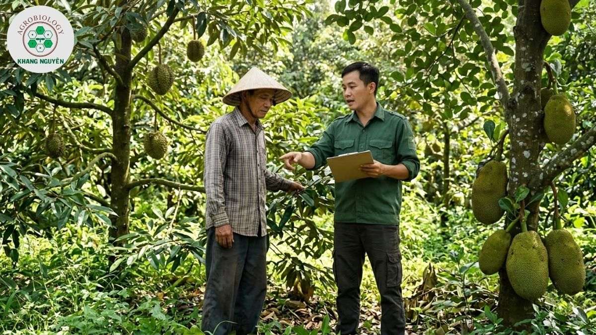 Chuyên gia Khang Nguyên chuyển giao giải pháp sinh học cho vườn sầu riêng xen mít